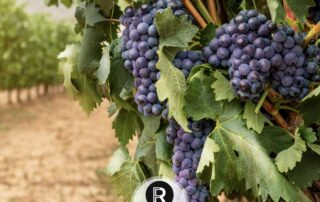 El Vino y la Gastronomía en La Rioja